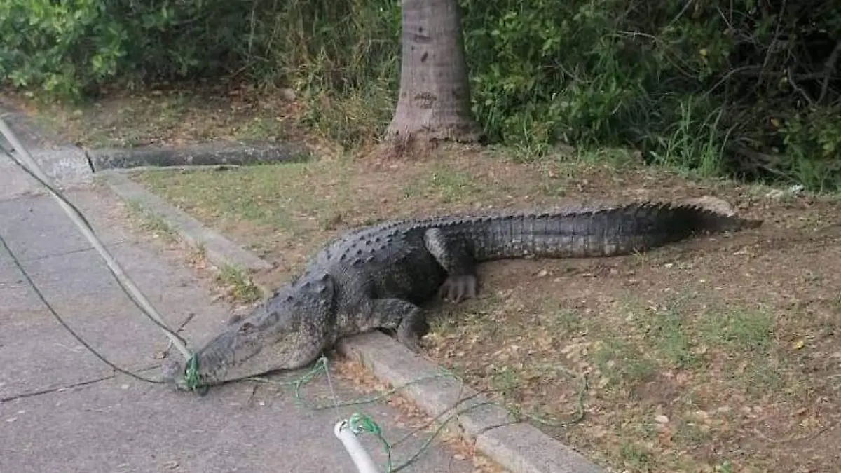 Capturan a cocodrilo de más de dos metros que deambulaba por Tampico